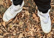 Fall seems to have arrived….